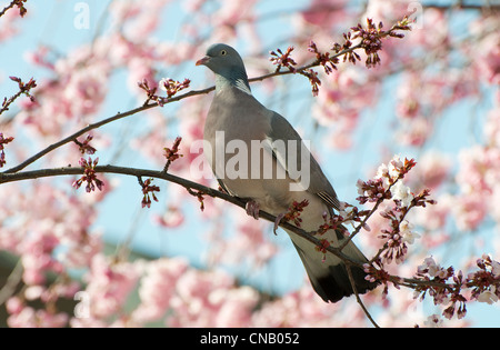 wilde Taube in rosa Blüte Baum, Norfolk, england Stockfoto