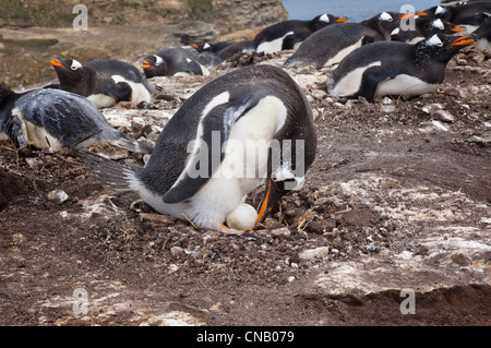 Gentoo Penguin (Pygoscelis Papua) im Nest mit einem Ei, New Island, Falkland-Inseln Stockfoto