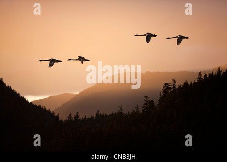 Zusammensetzung: Trumpeter Schwäne im Flug bei Sonnenuntergang über der Tongass National Forest, Inside Passage, Südosten Alaskas, Frühling Stockfoto