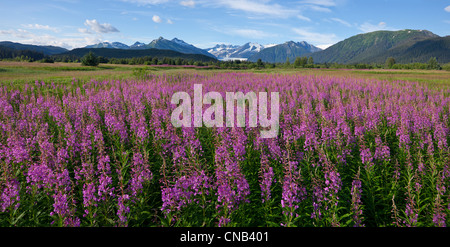 Malerischen Panoramablick auf ein Feld von Weidenröschen mit Mendenhall-Gletscher und Türme im Hintergrund, südöstlichen Alaska, Sommer Stockfoto