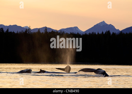 Buckelwale schwimmen entlang der Küstenlinie von Admiralität Insel bei Sonnenuntergang, Stephens Passage, Inside Passage, Alaska Stockfoto