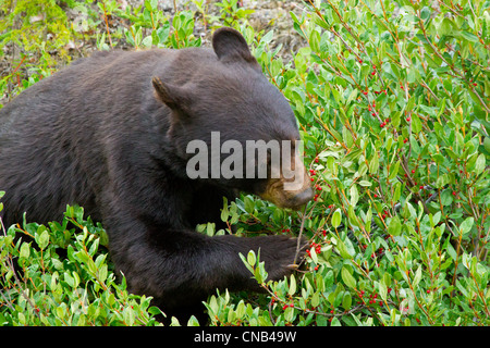 Ein schwarzer Bär Futter auf Waschnüssen, Tatenshini-Alsek Wildnis, Yukon Territorium, Kanada, Sommer Stockfoto