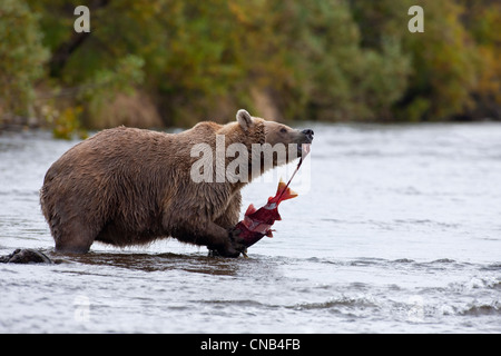 Brauner Bär isst ein Sockeye Lachs stehend in Grizzly Creek, Katmai Nationalpark, Südwest-Alaska, Sommer Stockfoto