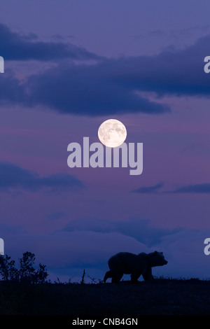 COMPOSITE: Braunbär Silhouette gegen den Nachthimmel mit Vollmond-Overhead, Katmai Nationalpark, Alaska Stockfoto