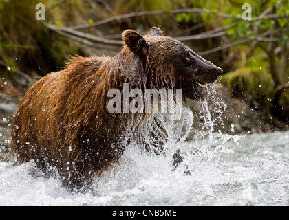 Braunbären Fischerei auf Lachs in einem Bach in Kinak Bay, Katmai Nationalpark, Alaska Stockfoto