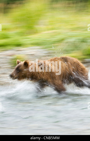 In Bewegung Blick auf Küste Braunbär läuft nach Lachs in einem Bach in Kinak Bay, Katmai Nationalpark & Preserve, Alaska Stockfoto