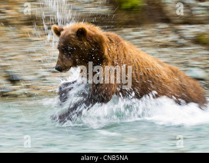 In Bewegung Blick auf Küste Braunbär läuft nach Lachs in einem Bach in Kinak Bay, Katmai Nationalpark & Preserve, Alaska Stockfoto