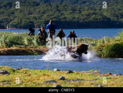 Fotografen, die Küsten braune Bären in Geographic Harbor, Katmai Nationalpark & Preserve, Alaska Lachs jagen beobachten Stockfoto