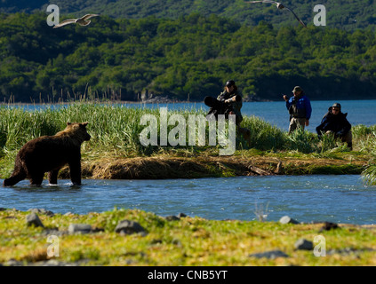 Fotografen, die Küsten braune Bären in Geographic Harbor, Katmai Nationalpark & Preserve, Alaska Lachs jagen beobachten Stockfoto