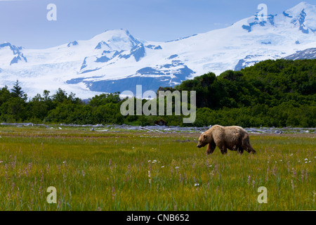 Coastal Braunbär Weiden auf Seggen, Wildblumen und anderen Gräsern auf Wiese in Hallo Bay, Katmai Nationalpark, Alaska Stockfoto