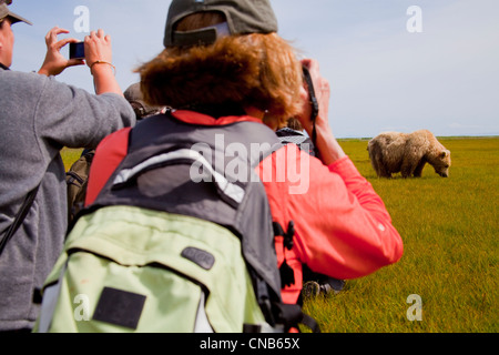 Besucher machen Sie Fotos von Braunbär Weiden auf Seggen und Gräser in Hallo Bay Wiese, Katmai Nationalpark & zu bewahren, Alaska Stockfoto