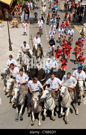 Frankreich, Gard, Aigues-Vives, besteht für die Cowboys, die Stiere von den Weiden zu eskortieren Abrivado (Freisetzung von Bullen) Stockfoto