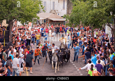 Frankreich, Gard, Aigues-Vives, besteht für die Cowboys, die Stiere von den Weiden zu eskortieren Abrivado (Freisetzung von Bullen) Stockfoto