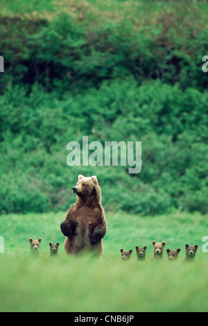 Zusammensetzung: Sau Bär stehend mit ihren Jungen auf einer Wiese am McNeil River Sanctuary, Südwest-Alaska, Sommer Stockfoto