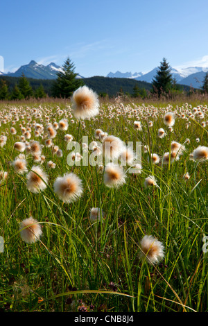 Alaska Wollgras in den Feuchtgebieten Mendenhall, Juneau, Alaska Southeast, Sommer Stockfoto