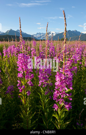 Herrliche Sicht auf ein Feld von Weidenröschen mit Mendenhall-Gletscher und Türme im Hintergrund, südöstlichen Alaska, Sommer Stockfoto