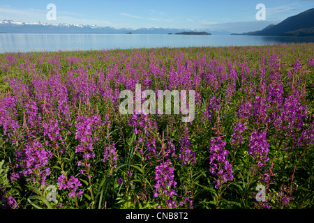 Weidenröschen Blüten entlang der Küste am Eagle Beach in der Nähe von Juneau, Alaska Southeast, Sommer Stockfoto