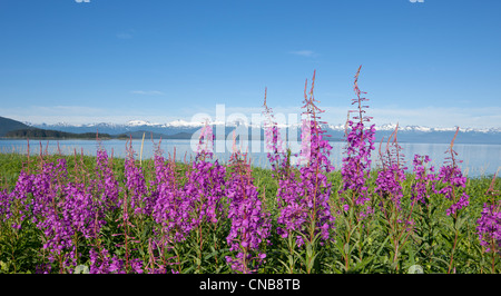 Weidenröschen Blüten entlang der Küste am Eagle Beach in der Nähe von Juneau, Alaska Southeast, Sommer Stockfoto