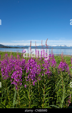 Weidenröschen Blüten entlang der Küste am Eagle Beach in der Nähe von Juneau, Alaska Southeast, Sommer Stockfoto