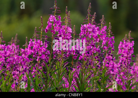 Weidenröschen Blüten auf dem Alaska Highway in der Nähe von Haines, südöstlichen Alaska, Sommer Stockfoto