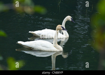 Zwei Trumpeter Schwäne in einem Teich auf dem Alaska Highway in der Nähe von Haines, südöstlichen Alaska, Sommer Stockfoto