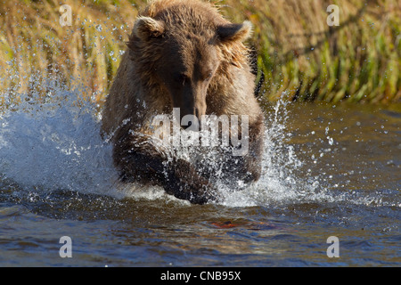 Brauner Bär jagt Lachs in Grizzly Creek, Katmai National Park and Preserve, Südwest-Alaska, Sommer Stockfoto