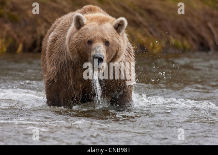 Braunbär-Fischerei auf Lachs, Grizzly Creek, Katmai-Nationalpark und Konserve, Südwest-Alaska, Sommer Stockfoto