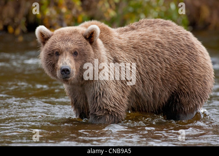 Brown Bear Cub Fischerei auf Lachs, Grizzly Creek, Katmai-Nationalpark und Konserve, Südwest-Alaska, Sommer Stockfoto