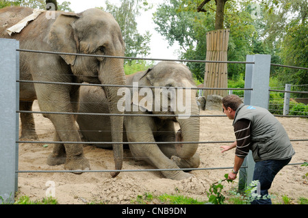 Frankreich, Nord, Maubeuge, Maubeuge Zoo, Trainer versuchen, zwei asiatische Elefanten (Elephas Maximus) füttern Stockfoto