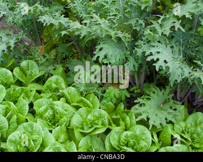 Nahaufnahme von roten russischen Grünkohl und Romaine Kopfsalat, Kodiak Island Südwest-Alaska Stockfoto