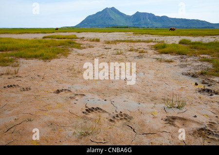 Brauner Bär Spuren im Schlamm in Hallo Bay, Katmai National Park and Preserve, Südwest-Alaska, Sommer Stockfoto