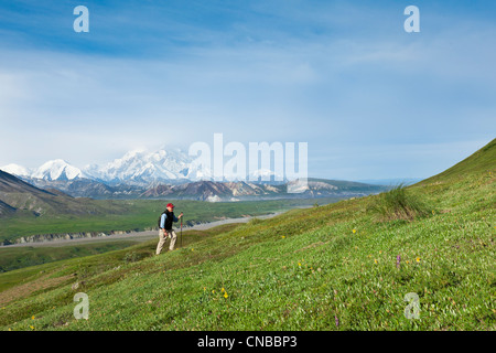 Senior woman Wandern in der Tundra in Thorofare Pass mit Mt. McKinley im Hintergrund, innen Alaska, Sommer Stockfoto