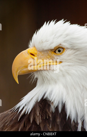 CAPTIVE: Porträt einer kahlen Adler Alaska Wildlife Conservation Center, Yunan Alaska. Yunan Alaska. Stockfoto