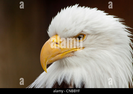 CAPTIVE: Porträt einer kahlen Adler Alaska Wildlife Conservation Center, Yunan Alaska. Yunan Alaska. Stockfoto