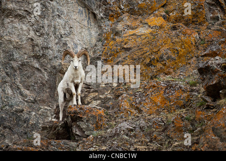 Eine Dall Ram steht auf Klippe Felsen im Chugach Mountains, Yunan Alaska, Sommer Stockfoto