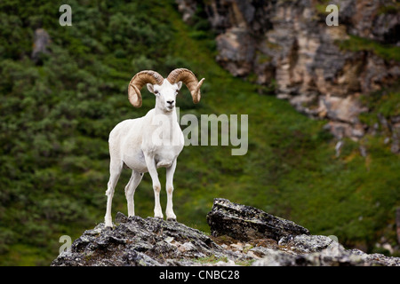 Eine voll-Curl Dall Ram steht auf einem Felsvorsprung nach vorne, Denali Nationalpark und Reservat, innen Alaska, Sommer Stockfoto