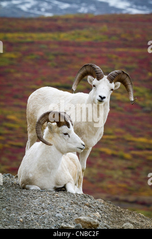 Zwei Dallschafe Widder am Hang mit Blick auf Tundra, Denali Nationalpark, Alaska Interior, Herbst Stockfoto