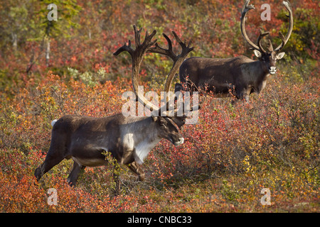 Zwei Bull Karibus, mit ihr Geweih in samt, zu Fuß durch das bunte Laub der Denali Nationalpark, Alaska Interior, Herbst Stockfoto