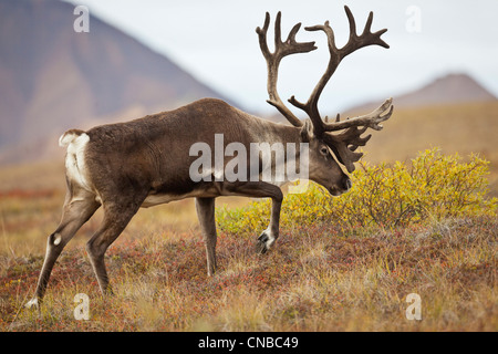 Stier Spaziergänge Caribou mit seinem Geweih in samt durch bunte Tundra in Denali Nationalpark und Reservat, Alaska Interior Stockfoto