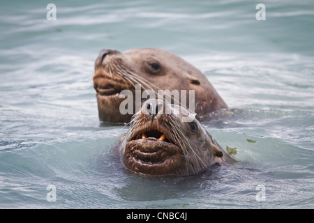 Zwei Seelöwen schwimmen an Allison Punkt in der Nähe von Valdez, Alaska Yunan, Sommer Stockfoto