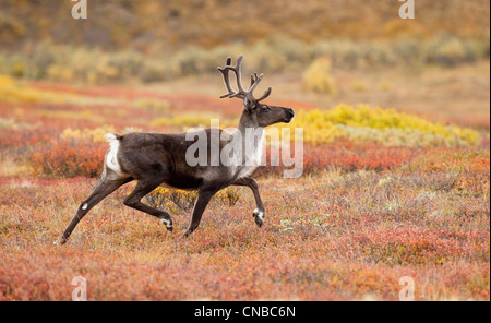 Ein Karibu läuft durch das bunte Laub im Denali Nationalpark und Reservat, Alaska Interior, Herbst Stockfoto