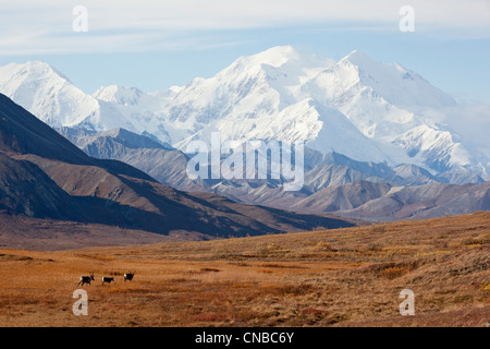 Drei Caribou laufen durch die Tundra mit Mt. McKinley droht im Hintergrund, Denali Nationalpark und Reservat Stockfoto