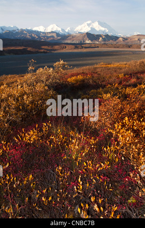 Scenic Herbst farbige Laub mit Mt. McKinley und die Alaska Range im Hintergrund, Denali Nationalpark und Reservat Stockfoto