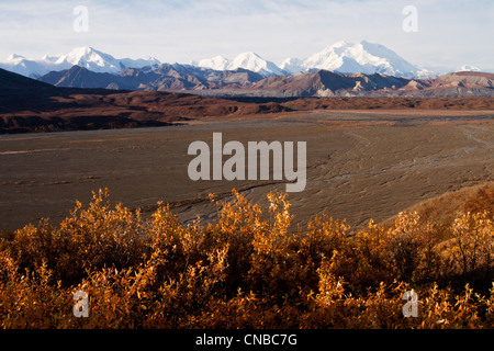 Scenic Herbst farbige Laub mit Mt. McKinley und die Alaska Range im Hintergrund, Denali Nationalpark und Reservat Stockfoto