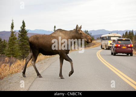 Ein Elch Kuh kreuzt die asphaltierte Parkstraße mit einem Tour-Bus und Auto nicht mehr in den Hintergrund, Denali Nationalpark und Reservat Stockfoto