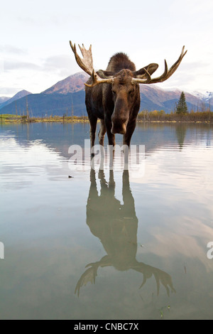 CAPTIVE: Elchbullen führt durch Flut Wasser, Alaska Wildlife Conservation Center, Yunan Alaska, Herbst Stockfoto