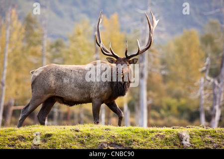 Gefangenschaft: Bull Roosevelt Elk Spaziergänge entlang einer Berme während der Brunft Saison, Alaska Wildife Conservation Center. Digital verändert. Stockfoto