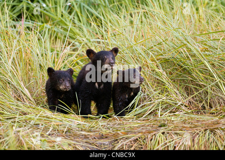 Drei schwarze Bär jungen sitzen auf dem Rasen bedeckt Ufer eines Baches bei Allison Point, Valdez, Alaska Yunan, Sommer Stockfoto