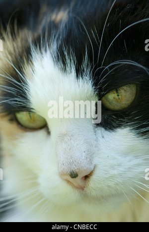 Nahaufnahme einer Calico Hauskatze. Stockfoto