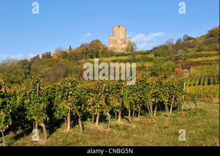 Der Bergfried des Dorfes, Kaysersberg, Haut-Rhin, Elsass-Weinstrasse, Frankreich Stockfoto